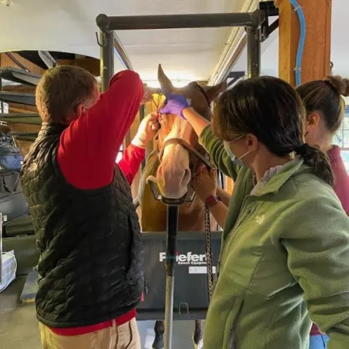 Multiple veterinarians and assistants performing standing surgery on a horse